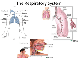 The_Respiratory_System