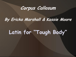 Corpus Callosum By Ericka Marshall & Kassie Moore