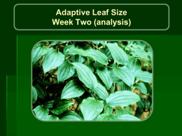 lab4_leaf_size(stats).