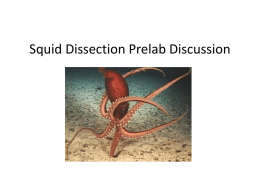 Squid Dissection Preview