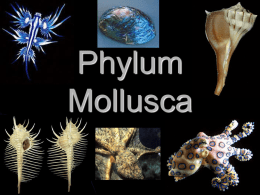 Mollusca - Edublogs