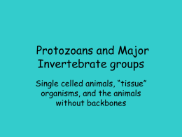 Ch 6 Protozoans and Invertebrates