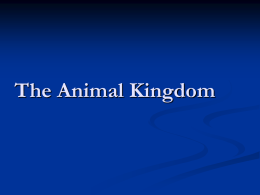 Animal kingdom-invertebrates
