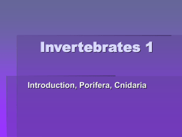 Invertebrates 1: Powerpoint