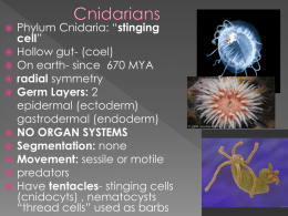 Cnidarians - Cobb Learning