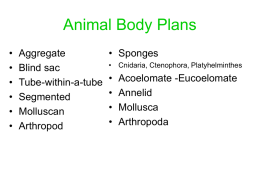 Animal Body Plans