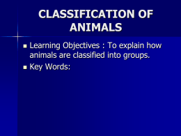 Classification.ppt