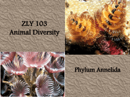 ZLY 103 Phylum Annelida