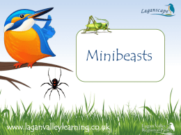 What is a minibeast? - Lagan Valley Learning