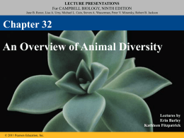 Animal Diversity PPT