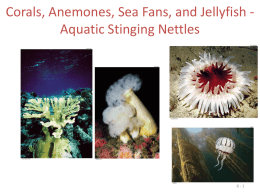 Corals, Anemones, Sea Fans, and Jellyfish