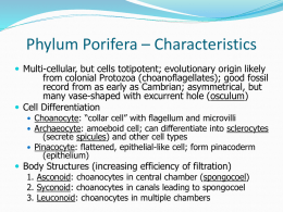 Phylum Porifera – Diversity and Structure