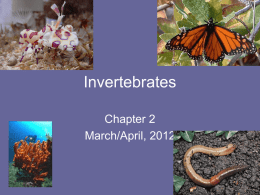 Invertebrates Notes