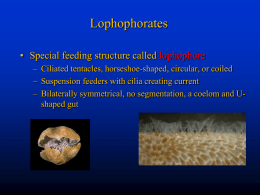 Lophophorates, Echinoderms, Hemichordates, and Protochordates