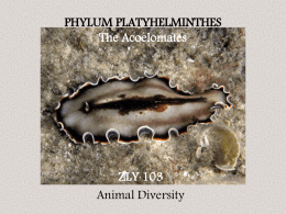 zly 103 platyhelminthes