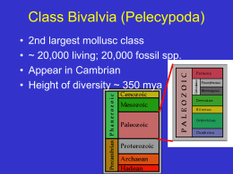 Class Bivalvia (Pelecypoda)