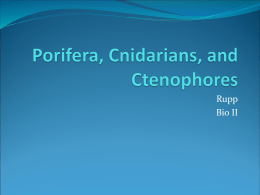 Porifera, Cnidarians, and Ctenophores