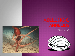 Ch 35 Mollusks and Annelids