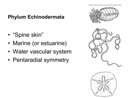 Echinodermata