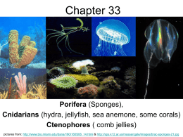 Chapter 33 Notes - schallesbiology