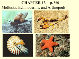 Mollusks PHYLUM MOLLUSCA - Bismarck Public Schools