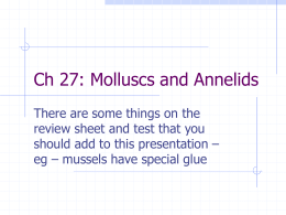 Ch 27: Molluscs and Annelids