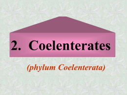 2. Coelenterates