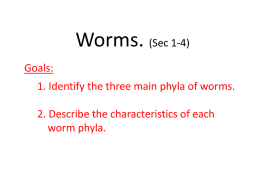Sec 1.4 Worms