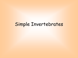 Simple Invertebrates