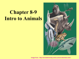 Classification and Introduction to Animals Chapter 18 & 34
