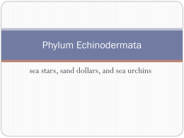 Phylum Echinodermata - THS Aquatic Science