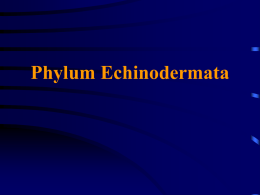 Phylum Echinodermata - University of Evansville Faculty