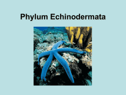 Phylum Echinodermata - District Five Schools of