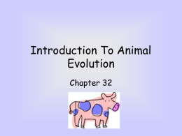 INTRODUCTION TO ANIMAL EVOLUTION