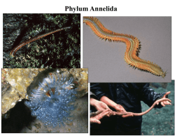 Phylum Annelida - Berkley School District
