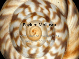 Phylum Mollusca - Mediapolis Schools