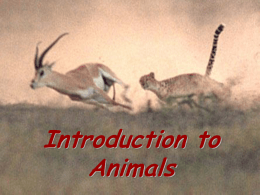 Introduction to Animals - Kent City School District