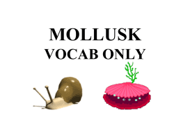 MOLLUSK VOCAB ONLY