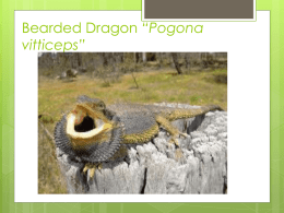 Bearded Dragon “Pogona vitticeps”