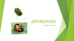 ARTHROPODS - Carmel Clay Schools