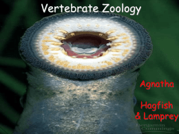 Vertebrate Zoology