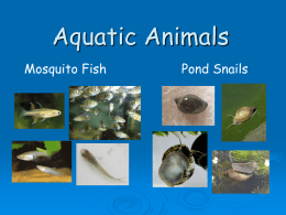 Aquatic Animals PowerPoint
