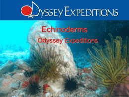 Echinoderms - Odyssey Expeditions