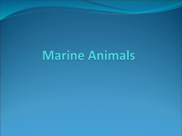 Marine Animals