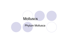 Molluscs - SchoolNotes