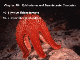 Chapter 40-Echinoderms and Invertebrate Chordates