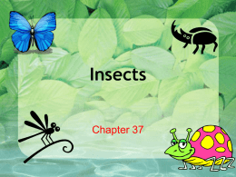 Insects - Green Local Schools
