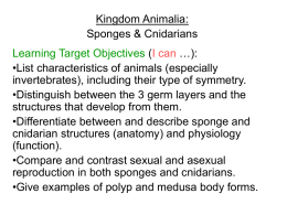 Biology\Sponges & Cnidarians