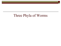 Worm Phyla PowerPoint - Effingham County Schools