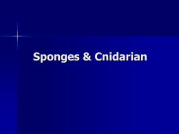 Sponges/Cnidarian